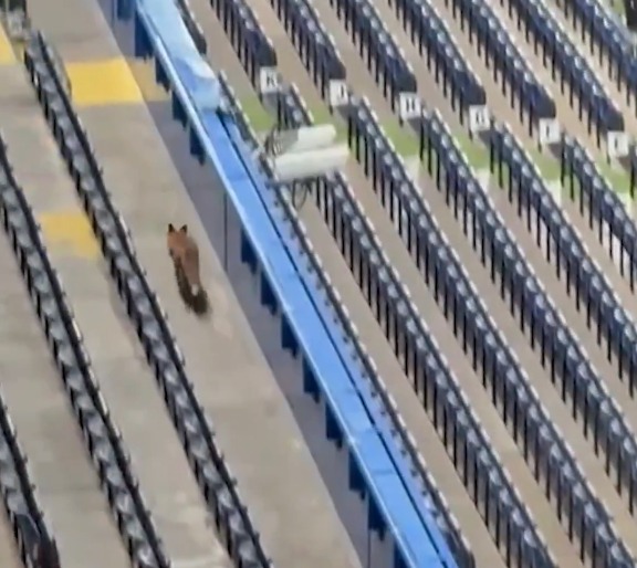 روباهی در ورزشگاه استمفوردبریج